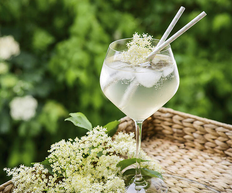 Kocomo Natural Garden エルダーフラワー 有機栽培 岡山県